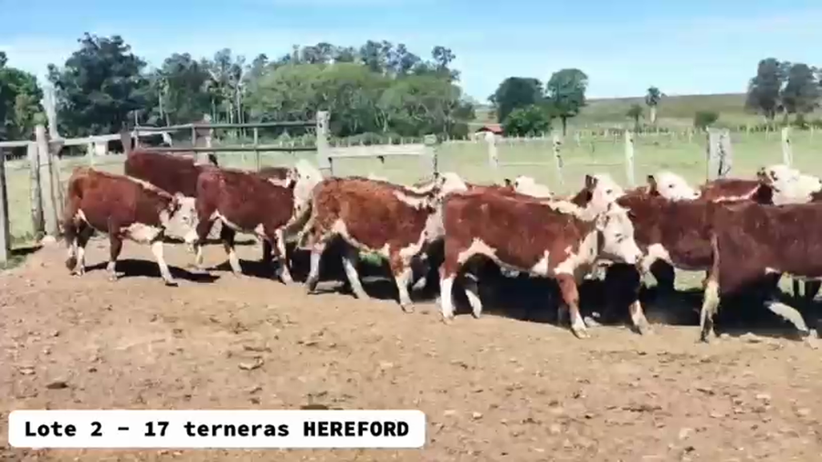 Lote 17 Terneras Hereford