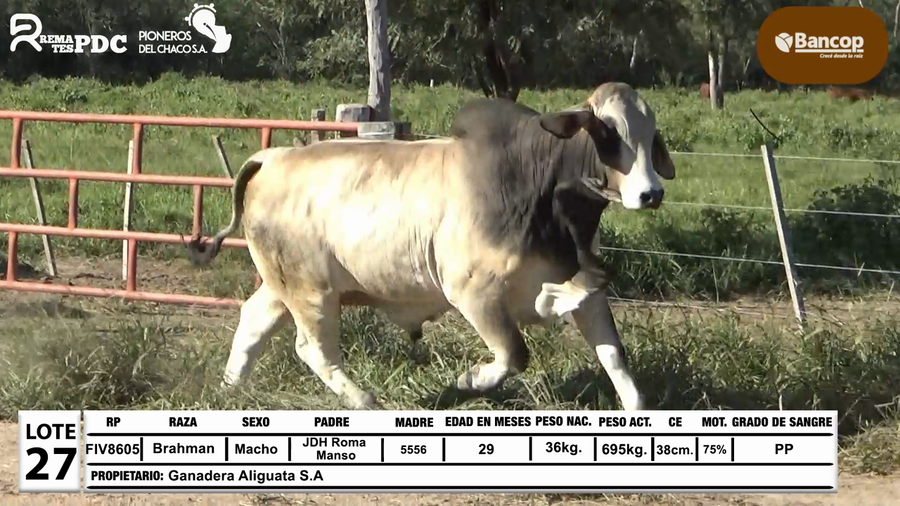 Lote Lote 27