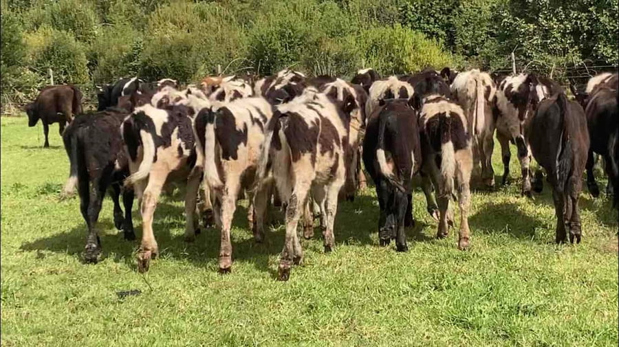 Lote 50 Ternero en Frutillar, X Región Los Lagos