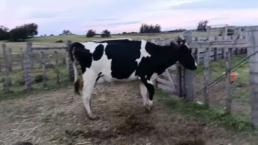 Lote Vaca a remate en Pantalla Especial de Otoño, San José
