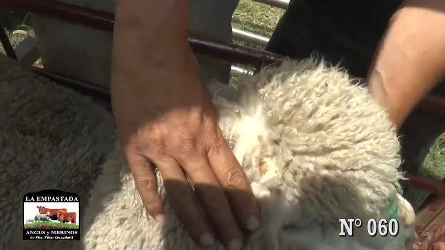 Lote CARNEROS DOHNE MERINO