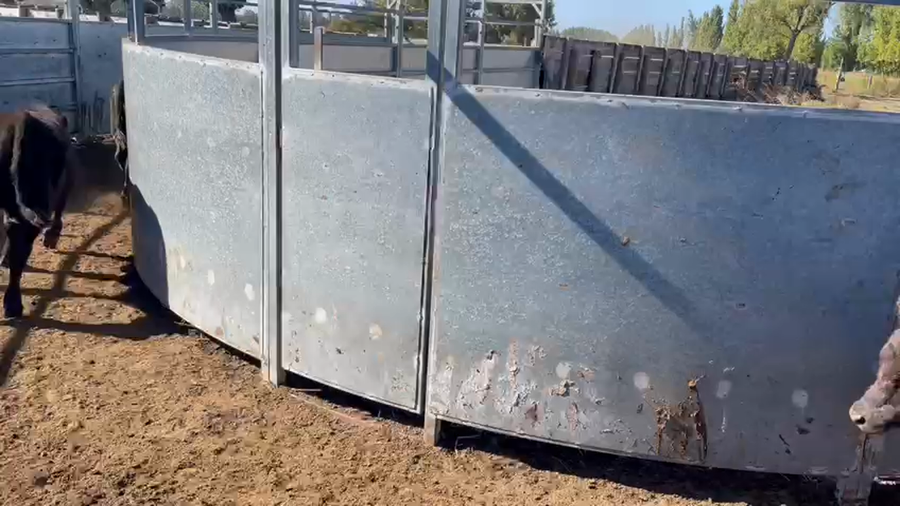 Lote 65 Ternero en Los Ángeles, VIII Región Biobío