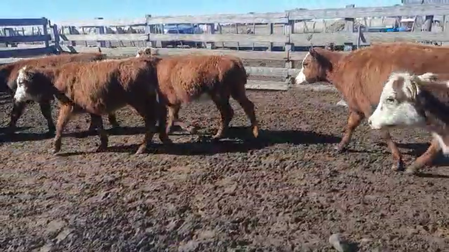 Lote 31 Terneras Hereford y caretos