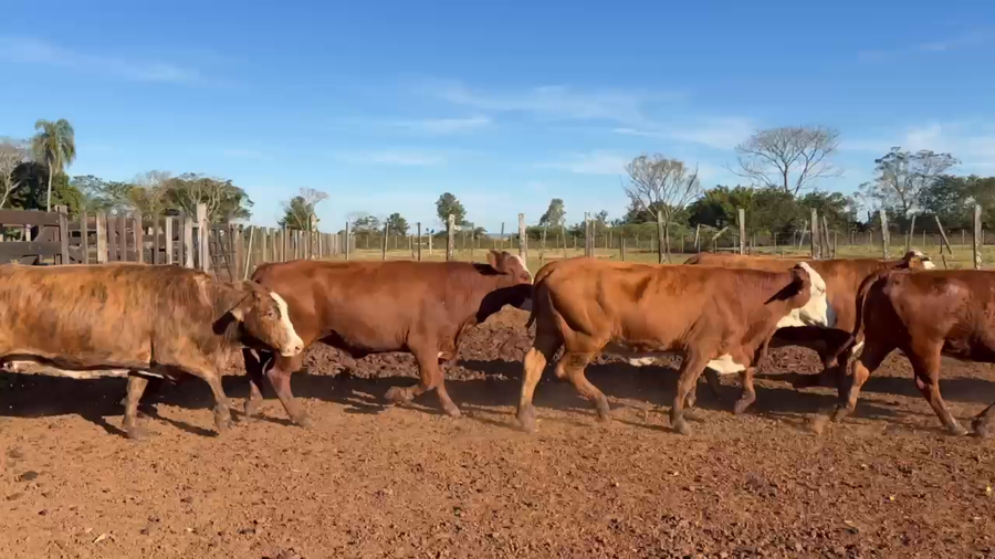 Lote 44 Vacas nuevas Preñadas en Corrientes, Ituzaingó