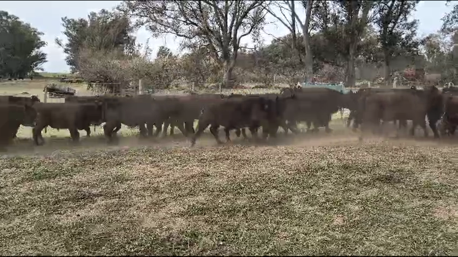 Lote 40 Terneros en Espartillar