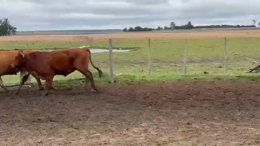 Lote 100 Novillos en Corrientes, Yapeyú