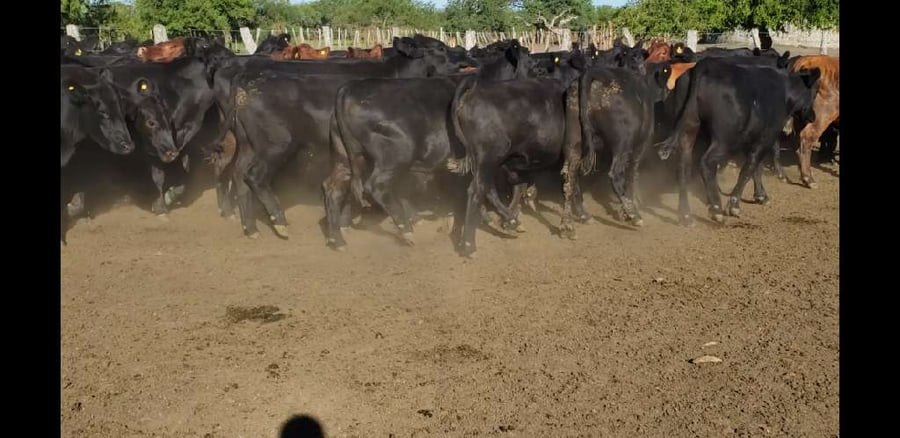 Lote 100 Novillos en Villaguay, Entre Ríos