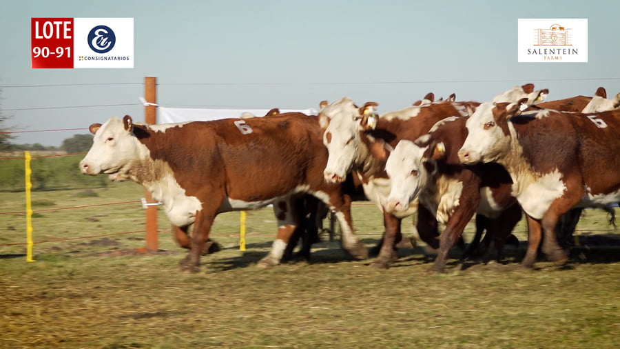 Lote LOTE 90/91 - VACAS BRAFORD GENERALES NUEVAS (S`15,16,17) PREÑADAS SERVICIO NATURAL