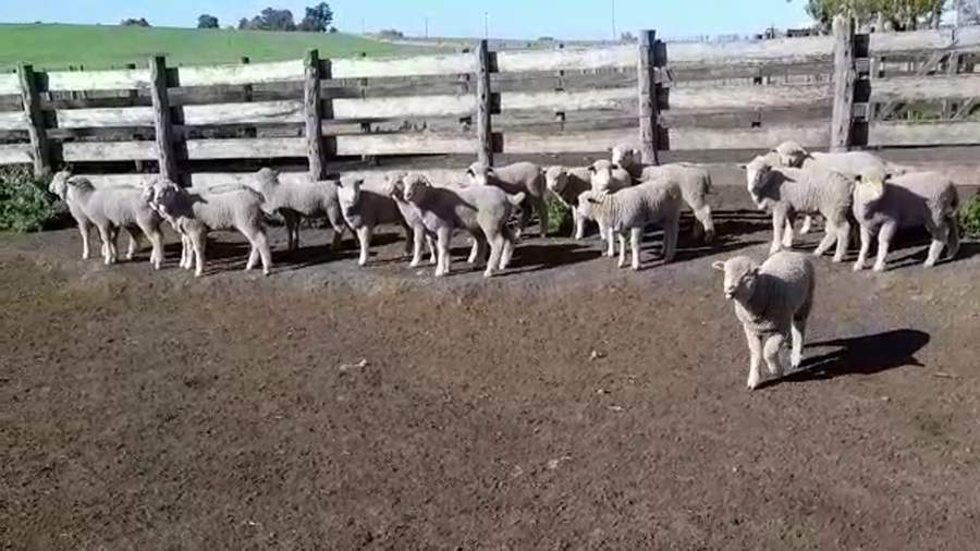 Lote (Vendido)18 Corderos a remate en PANTALLA FEDERICO GARLAND 15kg -  en EL CHILENO