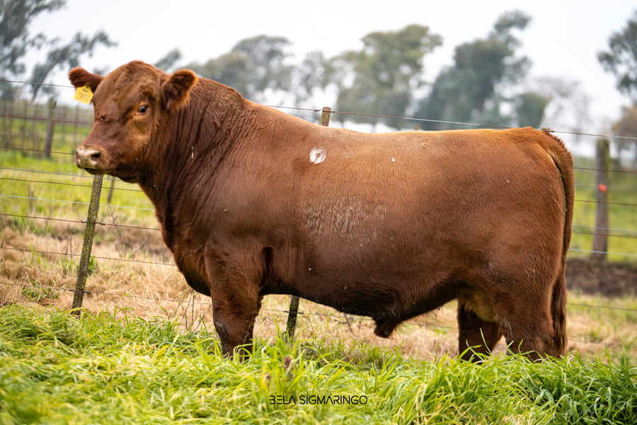 Lote TOROS ANGUS  PP