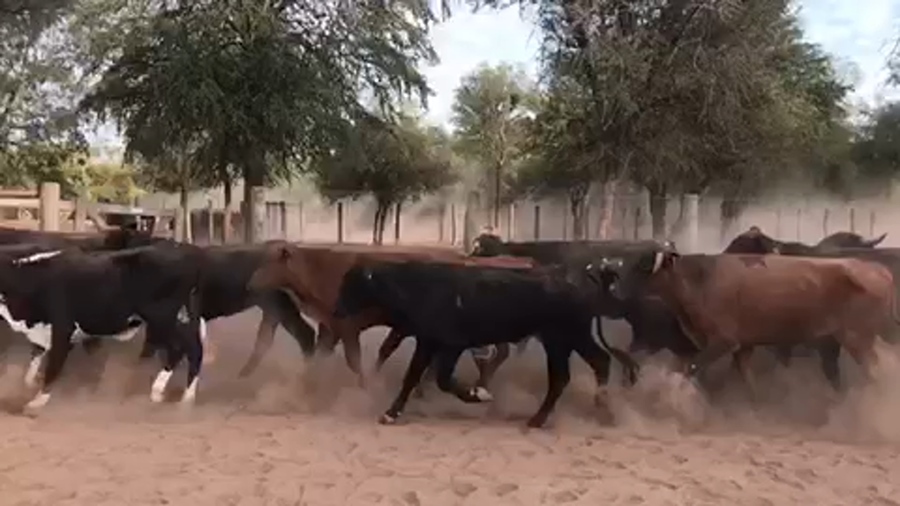 Lote 150 Novillitos en Las Lomitas, Formosa
