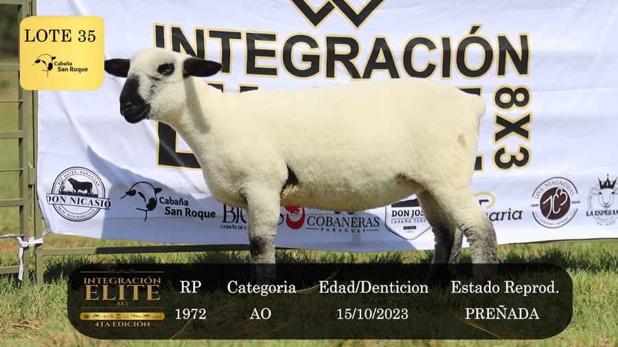 Lote LOTE 35