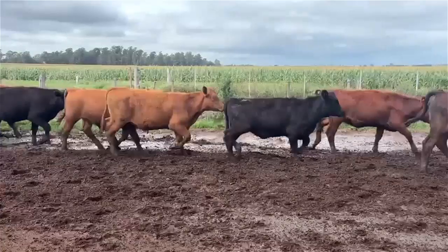 Lote 100 Terneros/as