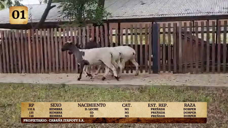 Lote LOTE 1