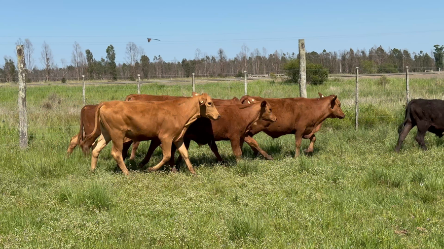 Lote 44 Terneros en Corrientes, Paso de Los Libres