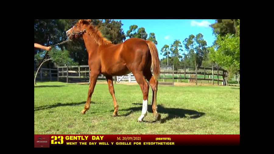 Lote GENTLY DAY