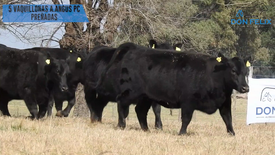 Lote "Cabaña ""Don Felix"" Vaquillonas PC"