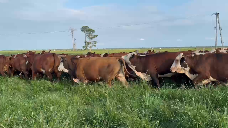 Lote 74 Novillitos en Corrientes, Chavarría