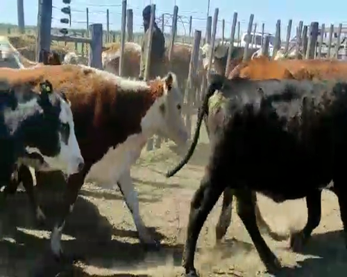 Lote 30 Vacas en Villa María, Córdoba