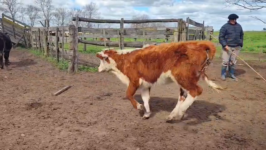 Lote 40 Terneros/as en Rauch