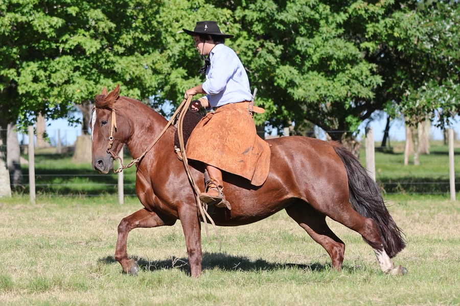 Lote CATANDUVA GISELLE BUNDCHEN