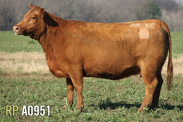 Lote 4 VACAS PREÑADAS PURAS DE PEDIGREE