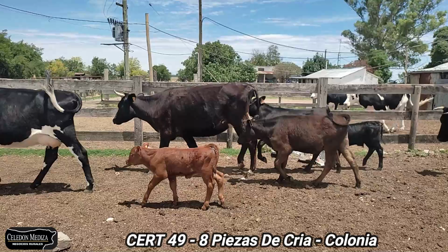 Lote 8 Piezas de cría en Colonia