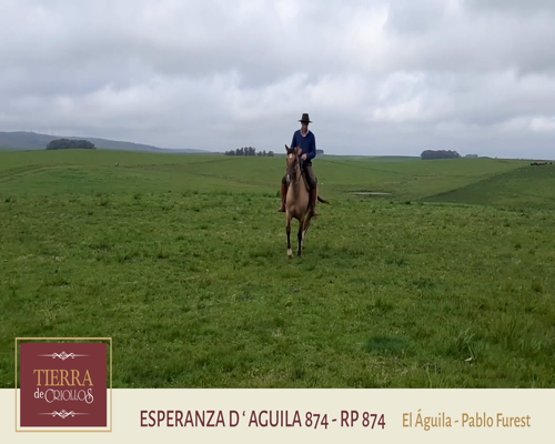 Lote Esperanza El Águila (RP 874) - Cabaña El Águila