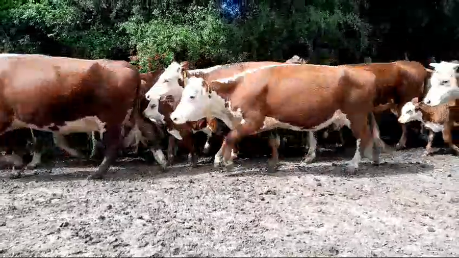 Lote 24 Vacas nuevas C/ cria