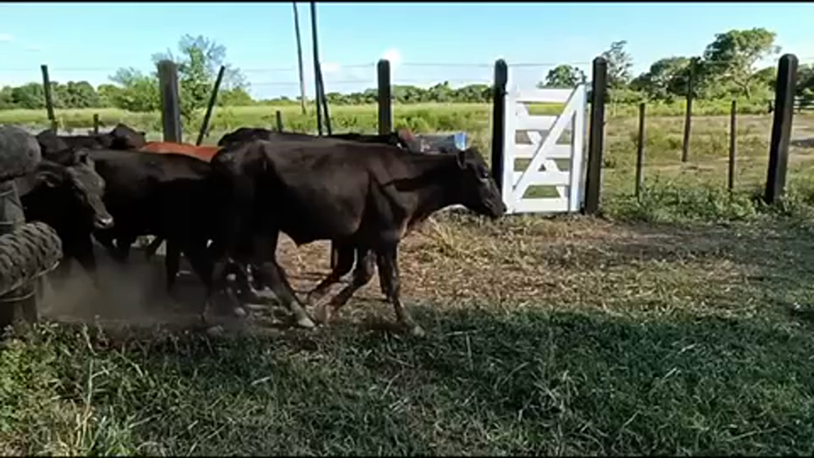 Lote 70 Terneros en Misión San Fco., Formosa