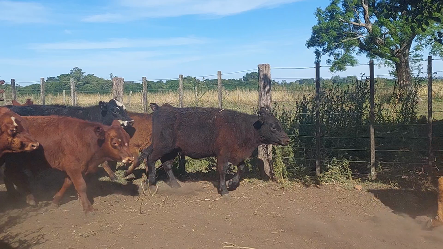 Lote 38 Terneros/as en Chivilcoy, Buenos Aires