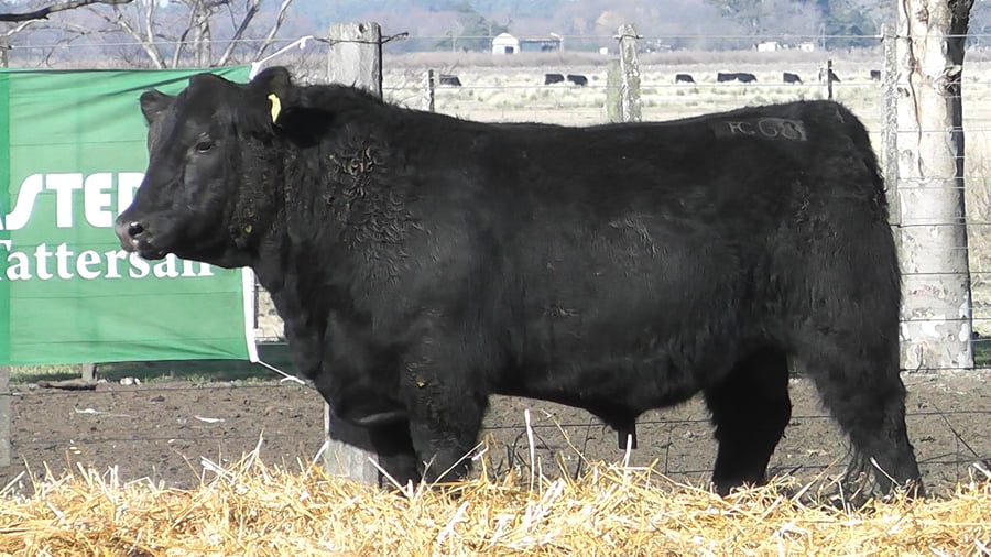 Lote TOROS PUROS POR CRUZA