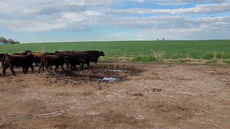 Lote (Vendido)19 Terneras BRAD/ AA/ LIM a remate en #35 Pantalla Carmelo 190kg -  en VIBORAS Y VACAS