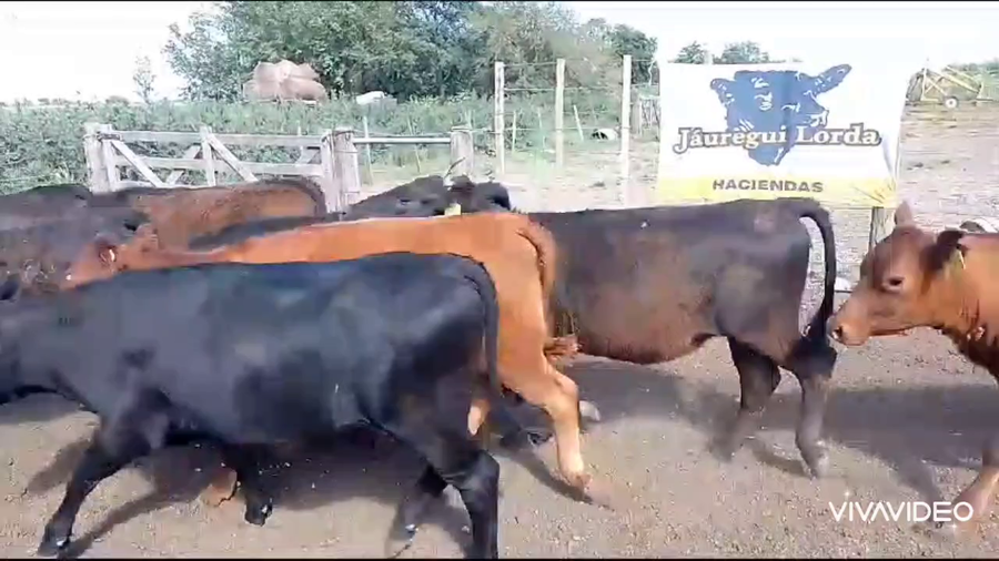 Lote 50 Vaquillonas en Marcos Paz, Buenos Aires