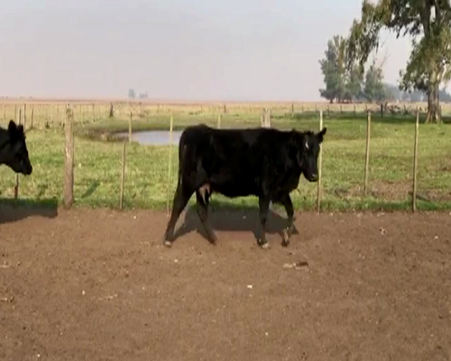 Lote VACAS ANGUS NEG. C/CRIA