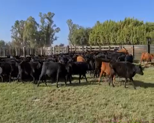 Lote 55 Terneros en Gral. Rodríguez, Buenos Aires