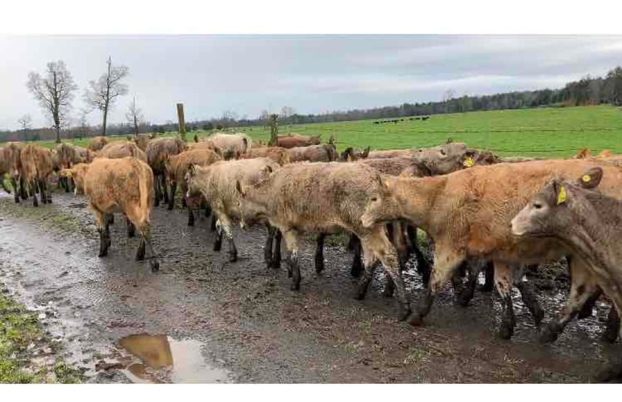 Lote 61 Ternera en Puyehue, X Región Los Lagos