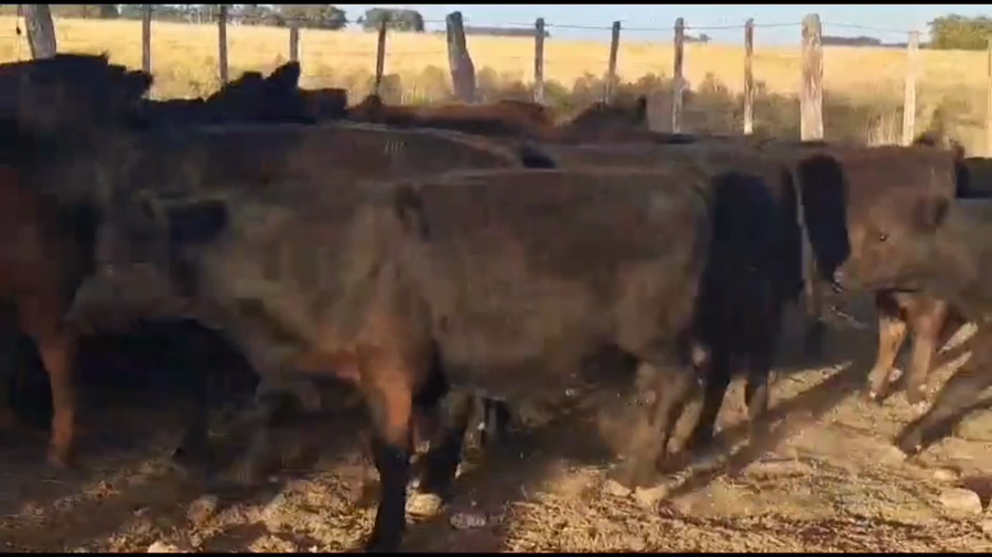 Lote 125 Terneros