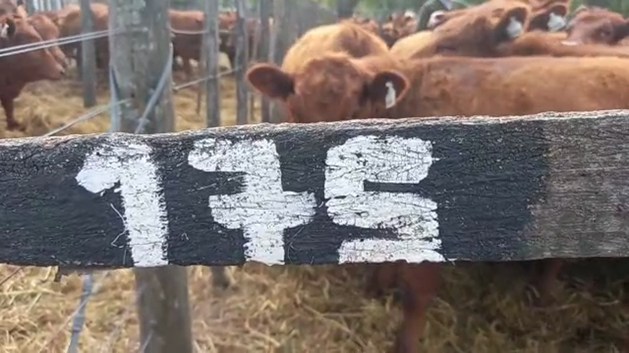 Lote "Corral 175 Vaq. Para Entorar Generales ""RPI"""