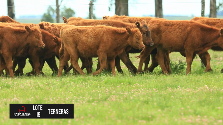 Lote 18 Terneras coloradas
