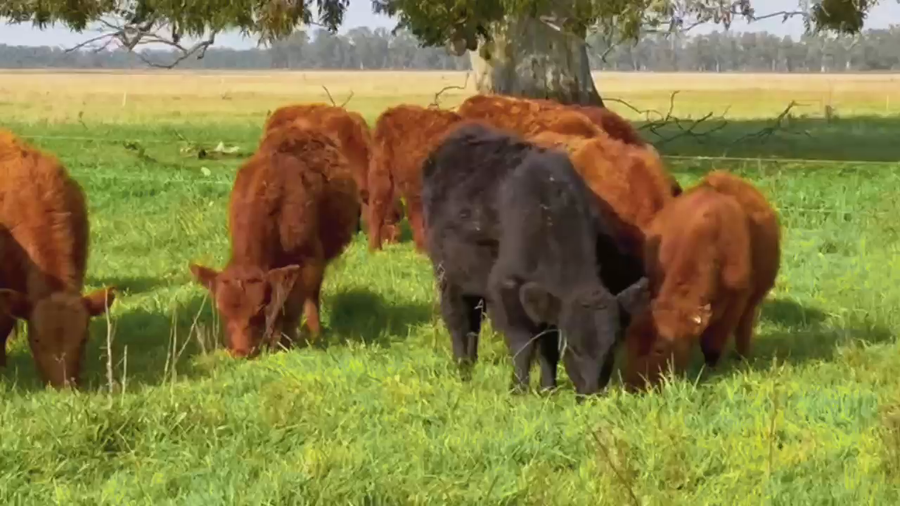 Lote 33Terneros en Cañuelas, Buenos Aires