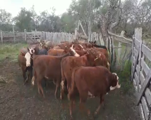 Lote 90 Terneros/as en Villaguay, Entre Ríos