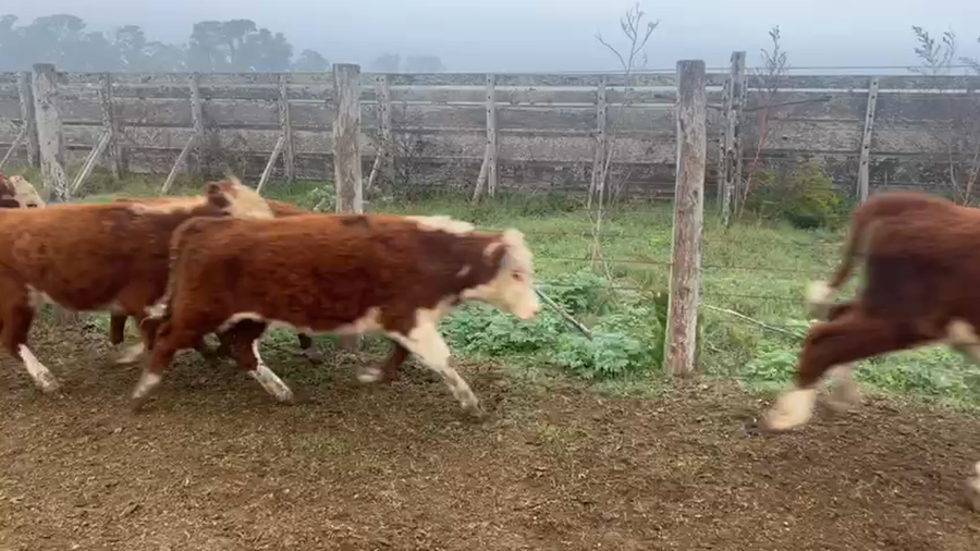 Lote 70 Terneros en Chascomús, Buenos Aires