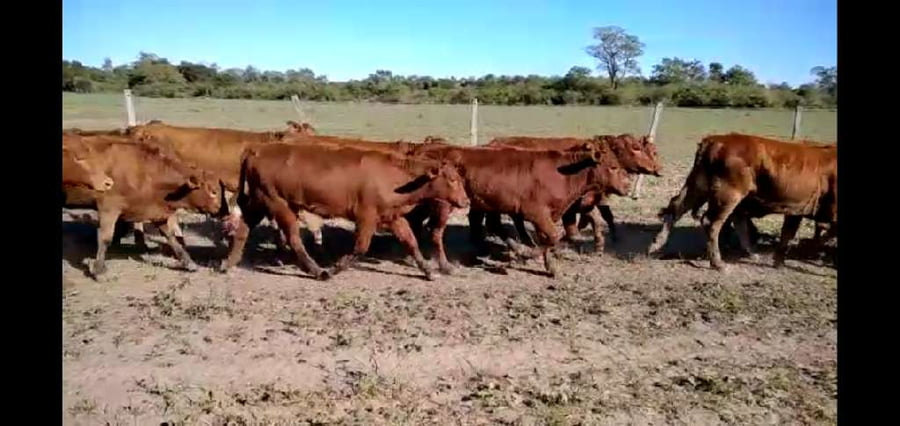 Lote 75 Terneras en El Colorado, Formosa