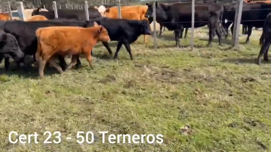 Lote TERNEROS
