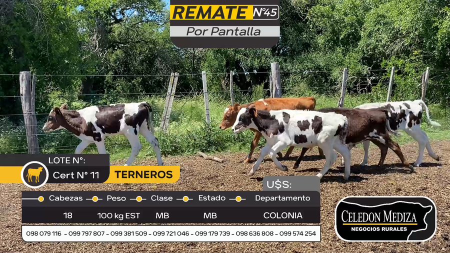 Lote 18 Terneros en Artilleros, Colonia