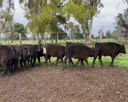 Lote 115 TERNS. MACHOS Y HEMBRAS, CNEL. SUAREZ, PCIA. DE BS. AS.