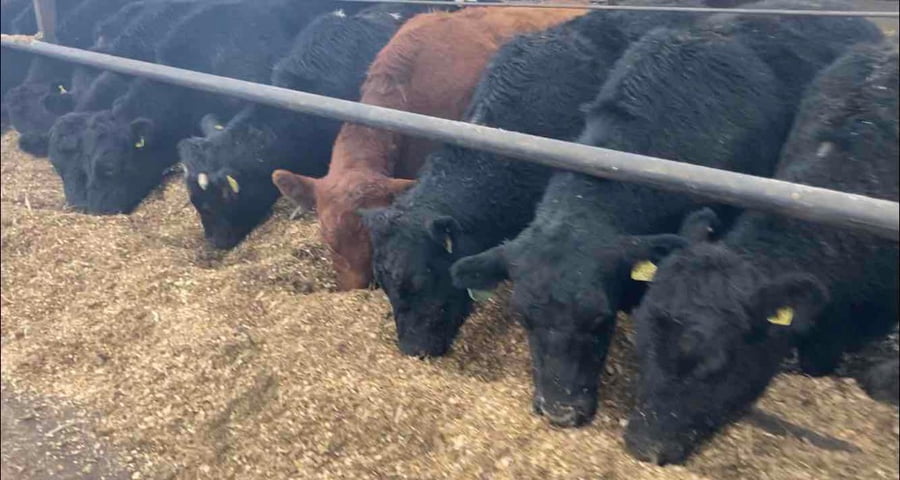 Lote 45 Novillo Gordo en XIV Región Los Ríos, Río Bueno