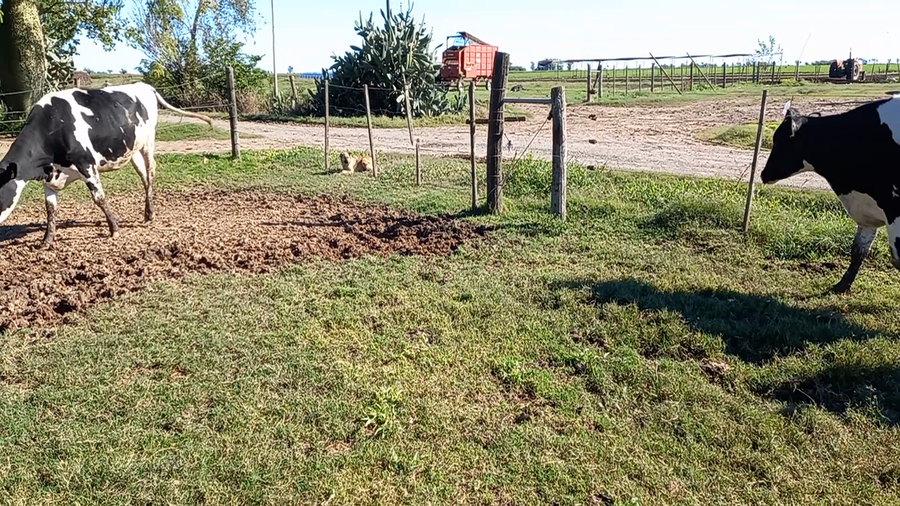 Lote Vaquillonas Preñadas - Don Silvano