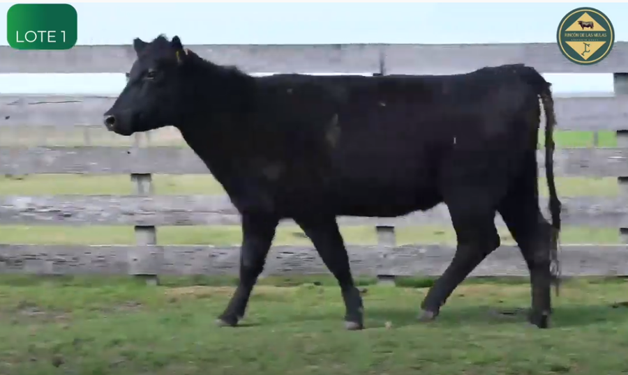 Lote Vaquillonas Pedigree y S.A.